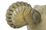Colorful Crotalocephalina Trilobite with Enrolled Reedops #311503-6